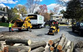Best Lawn Renovation and Restoration  in Easton, MD
