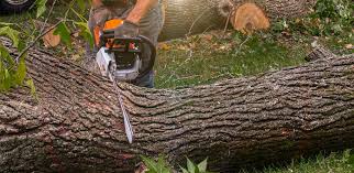 Best Lawn Pest Prevention  in Easton, MD