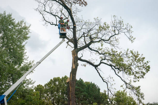 Best Leaf Removal  in Easton, MD
