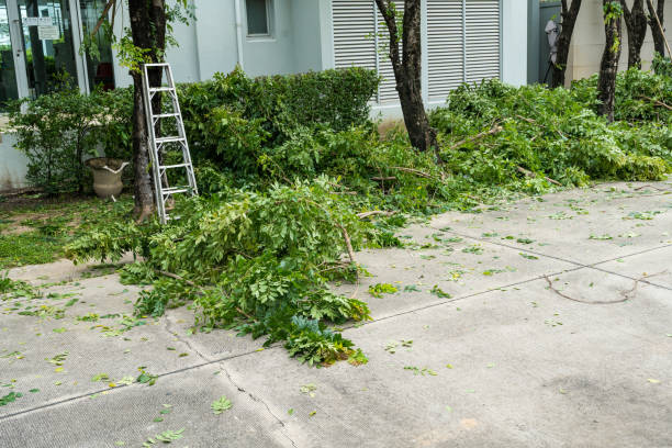 Tree and Shrub Care in Easton, MD