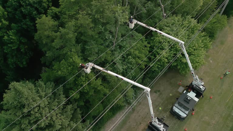 Best Utility Line Clearance  in Easton, MD