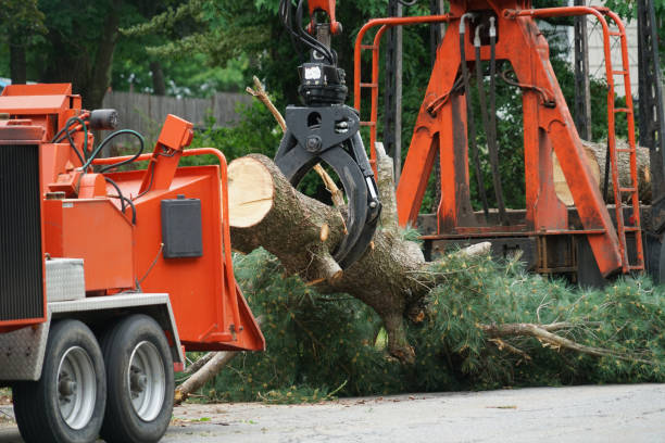 Lawn Maintenance Plans in Easton, MD