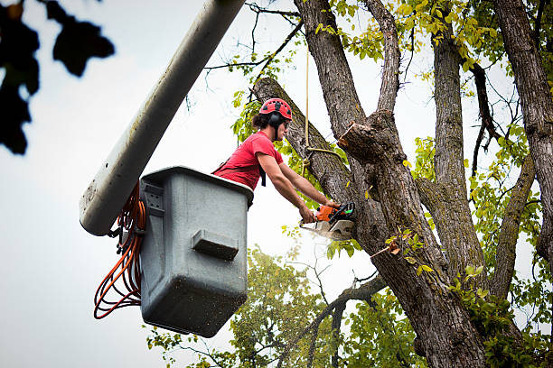 Best Tree Risk Assessment  in Easton, MD