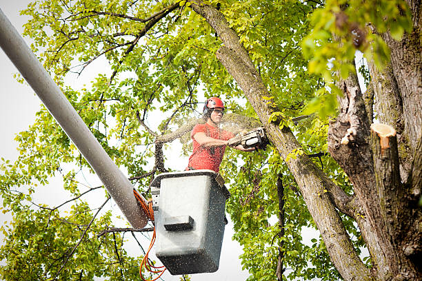 Best Tree Preservation Services  in Easton, MD