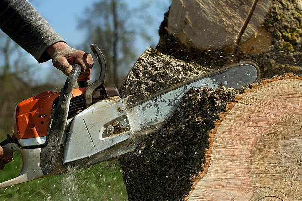Best Tree Mulching  in Easton, MD