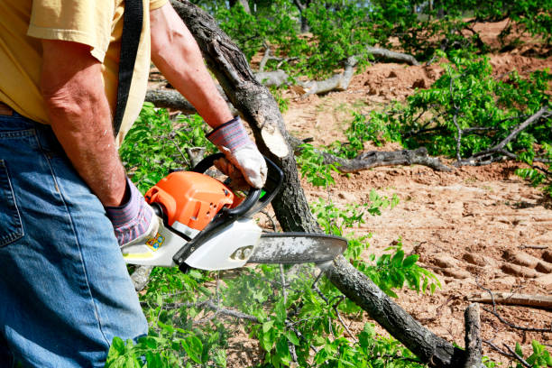 Best Tree Disease Treatment  in Easton, MD