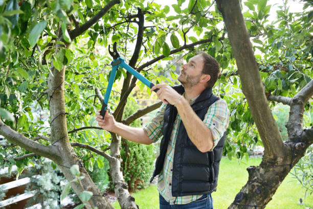 Trusted Easton, MD Tree Removal Experts